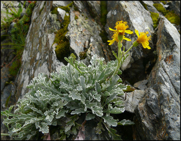 Jacobaea carniolica (= Senecio incanus subsp. carniolicus) /Senecione della Carniola